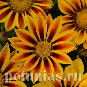 Гацания New Day Red Stripe - 5 шт 10546
