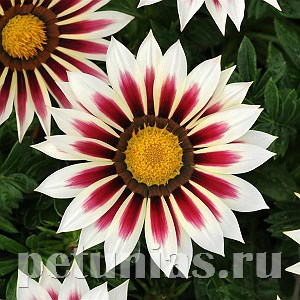 Гацания New Day Rose Stripe - 5 шт 10547