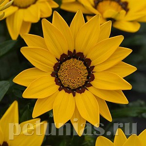 Гацания New Day Yellow Improved - 5 шт 10548