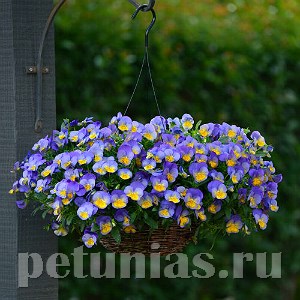 Виола Cool Wave Morpho - 3 шт 10382