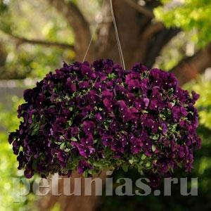 Виола Cool Wave Purple - 3 шт 10383