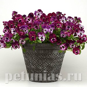 Виола Cool Wave Raspberry - 3 шт 10384
