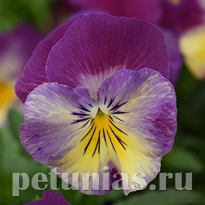 Виола Cool Wave Raspberry Swirl - 3 шт 10385