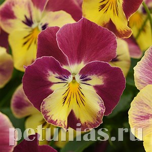 Виола Cool Wave Strawberry Swirl - 3 шт 10387