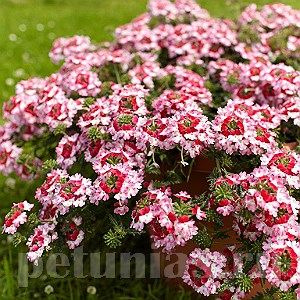 Вербена Obsession Twister Red - 5 шт 10348