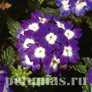 Вербена Obsession Blue with Eye - 5 шт 10350
