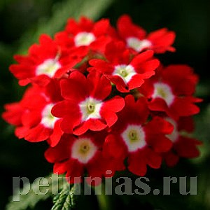 Вербена Quartz XP Red Eye - 5 шт 10359