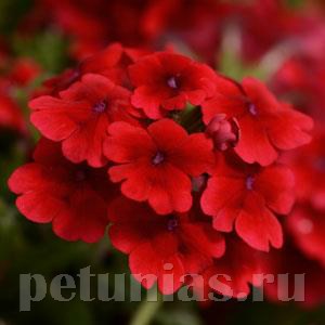 Вербена Quartz XP Scarlet - 5 шт 10360