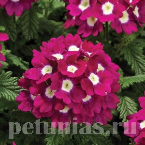 Вербена Tuscany Burgundy with Eye - 5 шт 10365