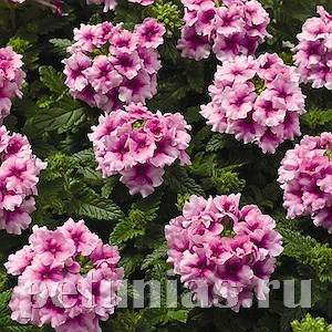 Вербена Tuscany Orchid Frost - 5 шт 10367