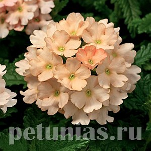 Вербена Tuscany Peach - 5 шт 10368
