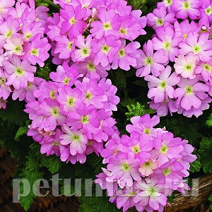 Вербена Tuscany Pink Picotee - 5 шт 10369