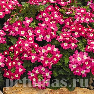 Вербена Tuscany Rose With Eye - 5 шт 10370
