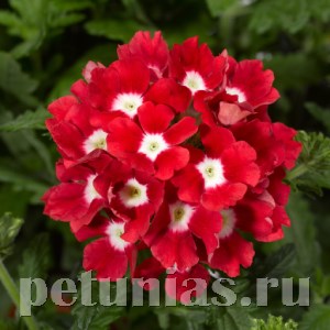 Вербена Tuscany Scarlet with Eye - 5 шт 10371