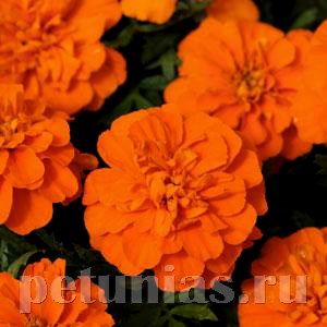 Бархатцы Bonanza Deep Orange - 10 шт 10147