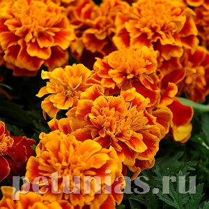 Бархатцы Bonanza Flame - 10 шт 10148