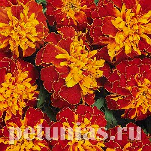 Бархатцы Bonanza Harmony - 10 шт 10150