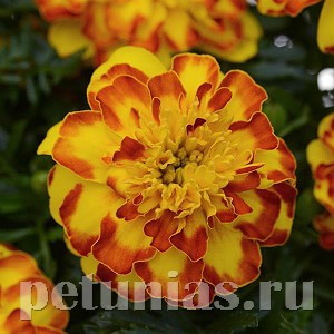 Бархатцы Flamenco - 10 шт 10154