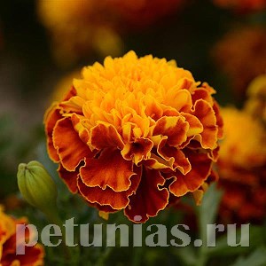Бархатцы Hot Pak Spry - 10 шт 10161