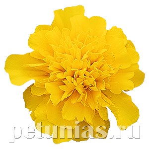 Бархатцы Super Hero Deep Yellow - 10 шт 10164