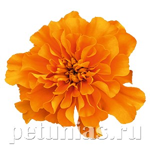 Бархатцы Super Hero Orange - 10 шт 10166