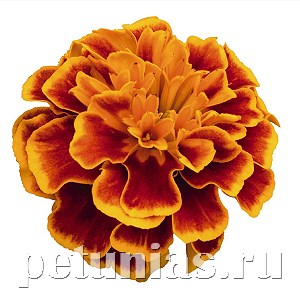 Бархатцы Super Hero Orange Flame - 10 шт 10167