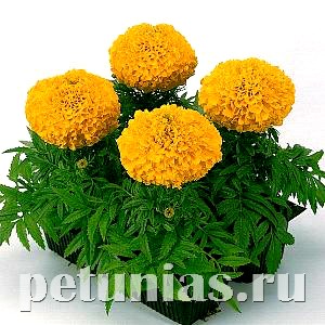 Бархатцы Antigua Gold - 5 шт 10170