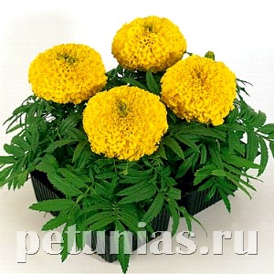 Бархатцы Antigua Yellow - 5 шт 10173
