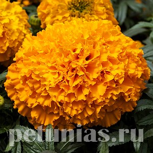 Бархатцы Big Top Orange - 5 шт 10175