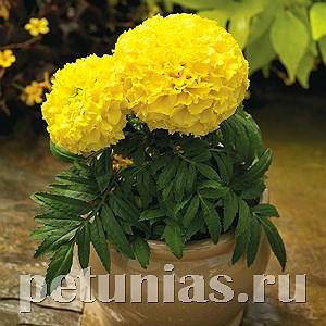Бархатцы Proud Mari Yellow - 5 шт 10184