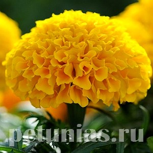 Бархатцы Taishan Gold Improved - 5 шт 10185