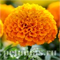 Бархатцы Taishan Orange Improved - 5 шт 10186 - фото 1000