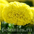 Бархатцы Taishan Yellow Improved - 5 шт 10187 - фото 1001