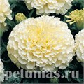 Бархатцы Vanilla - 5 шт 10188 - фото 1002