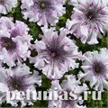Петуния Nana Alba - 5 шт 10949 - фото 1010