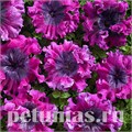 Петуния Nana Dark Purple - 5 шт 10950 - фото 1011