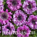 Петуния Nana Rosea - 5 шт 10951 - фото 1012