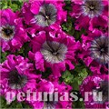 Петуния Nana Wine Red - 5 шт 10952 - фото 1013