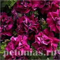 Петуния махровая Double Cascade Burgundy - 10 шт 11068 - фото 1015