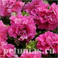 Петуния махровая Double Cascade Pink - 10 шт 11070 - фото 1017