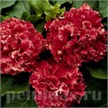 Петуния махровая Double Cascade Valentine - 10 шт 11071 - фото 1018