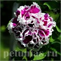 Петуния махровая Pirouette Purple - 10 шт 11072 - фото 1019