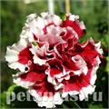 Петуния махровая Pirouette Red - 10 шт 11073 - фото 1020