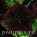 Петуния Debonair Black Cherry - 5 шт 11075 - фото 1028