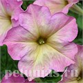 Петуния Debonair Dusty Rose - 5 шт 11076 - фото 1029