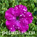 Петуния Dot Star Dark Violet - 5 шт 11078 - фото 1032
