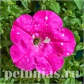 Петуния Dot Star Deep Pink - 5 шт 11079 - фото 1033