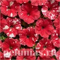 Петуния Dot Star Red - 5 шт 11080 - фото 1034