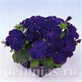 Петуния Mambo GP Blue - 10 шт 11082 - фото 1035