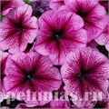 Петуния Mambo GP Orchid Veined - 10 шт 11087 - фото 1040